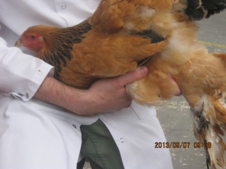 hier wordt de kleur van de kip bekeken door de keurmeester